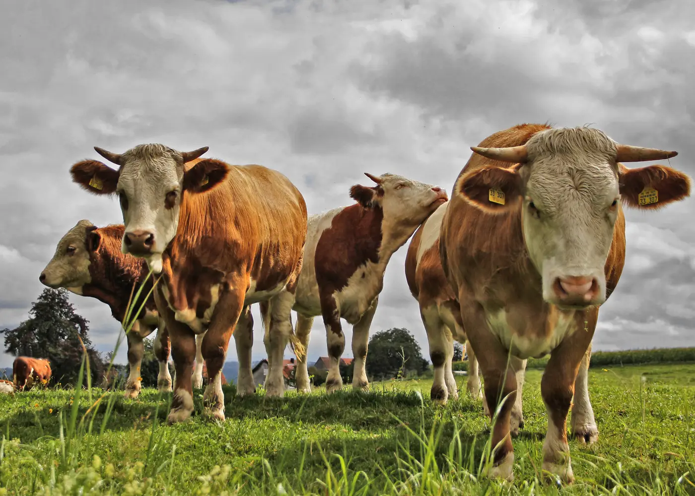 From Cow to Cup: How Our Milk Stays So Fresh