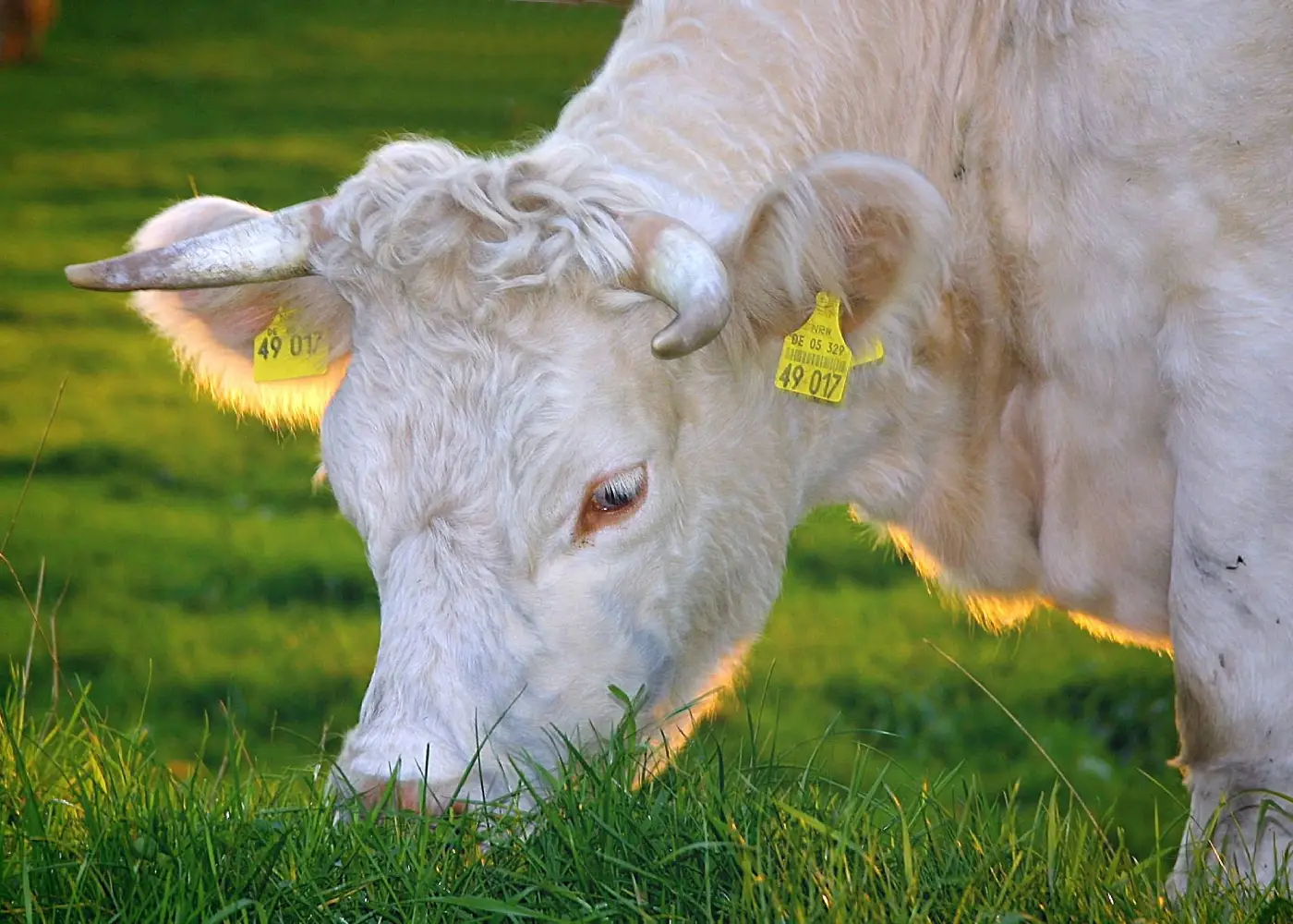 Why Grass-Fed Cows Make the Best Milk